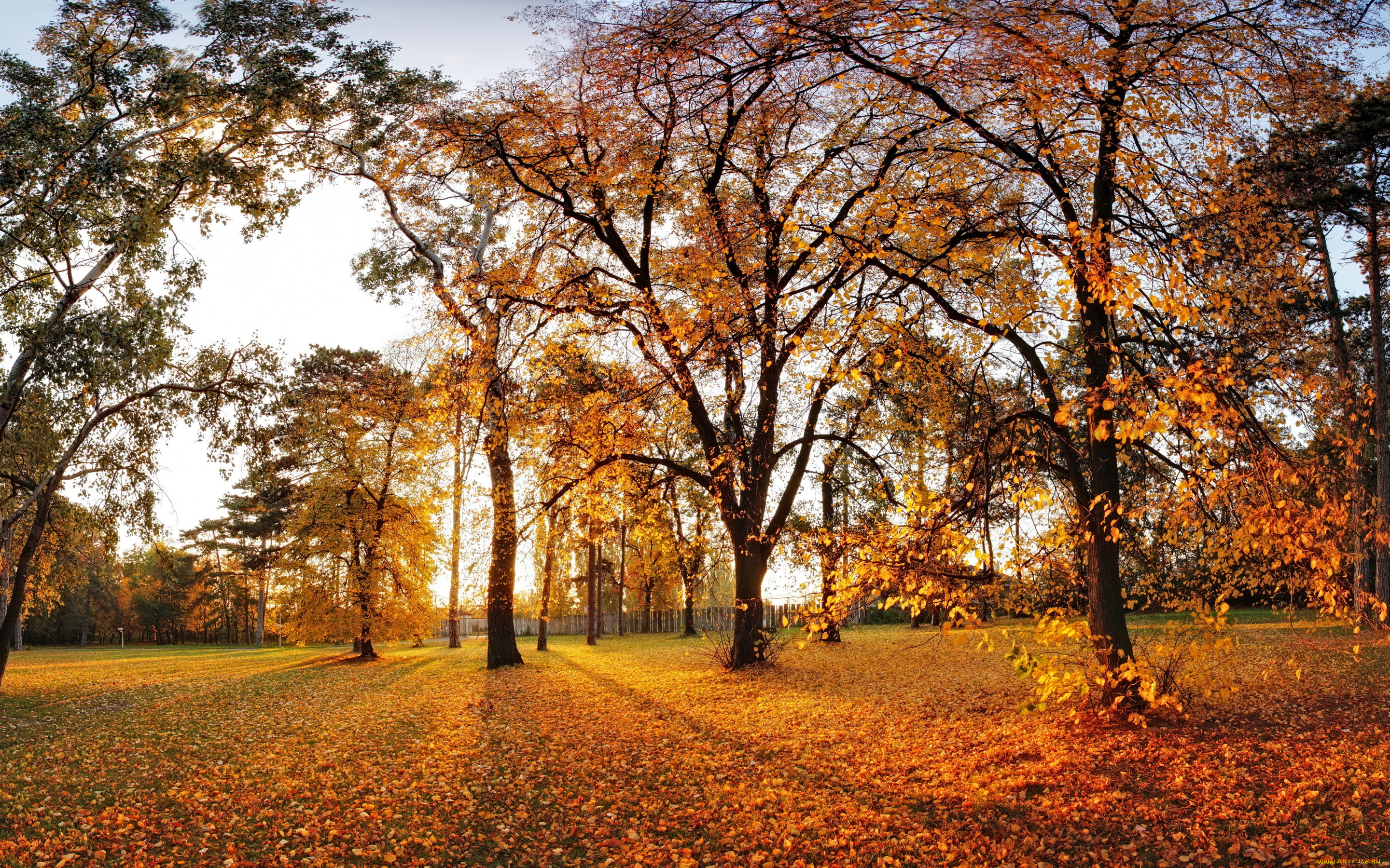 , , autumn, , , leaves, landscape, tree, nature, , park